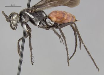 Media type: image;   Entomology 17184 Aspect: habitus lateral view